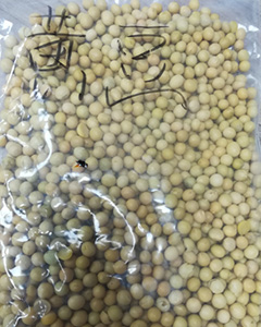 黄豆